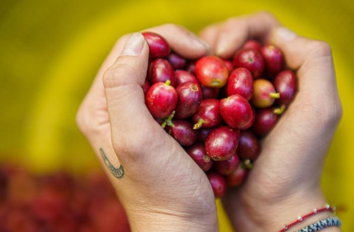 Uno de los países con el mejor café del mundo SIN DUDA es el 'Pulgarcito de América' - El Salvador - tierra de grandes descubrimientos
