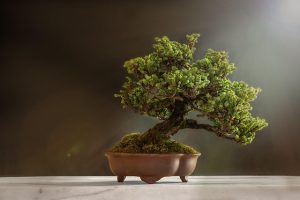 El arte del bonsai se basa en el equilibrio visual, la proporción y la evocación del paisaje natural, convirtiendo cada ejemplar en una obra viva y única