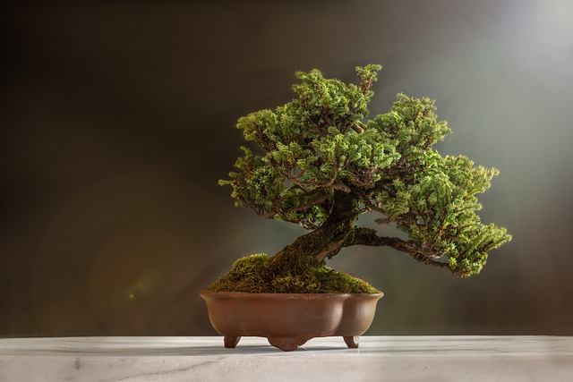 El arte del bonsai se basa en el equilibrio visual, la proporción y la evocación del paisaje natural, convirtiendo cada ejemplar en una obra viva y única