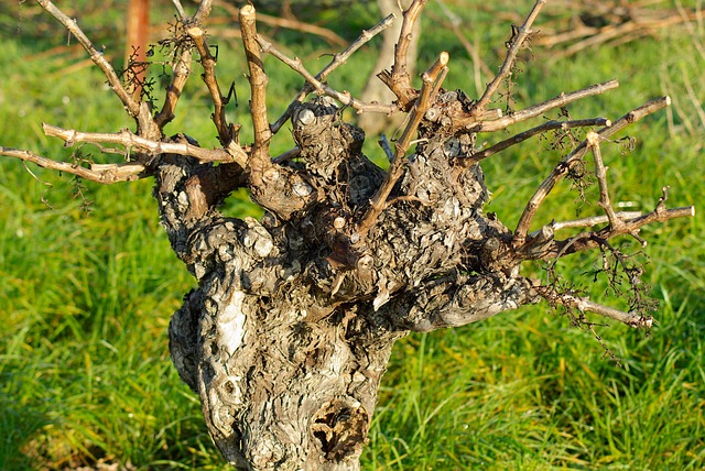 La albariza no es solo un tipo de suelo: es el alma vitivinícola del sur andaluz. Este terreno blanco, de origen marino y extraordinaria capacidad de retención hídrica