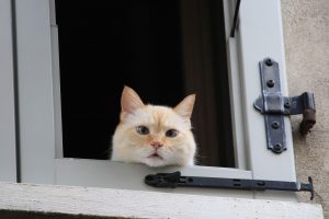 Dice Baudelaire, en uno de los poemas en prosa que publicó bajo el título de El spleen de París, que los chinos pueden decirle a uno la hora exacta del día con solo mirar fijamente a los ojos de un gato.