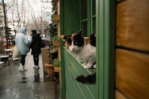 Baudelaire says, in one of the prose poems he published under the title Paris Spleen, that the Chinese can tell the exact time of day simply by looking steadily into a cat’s eyes.